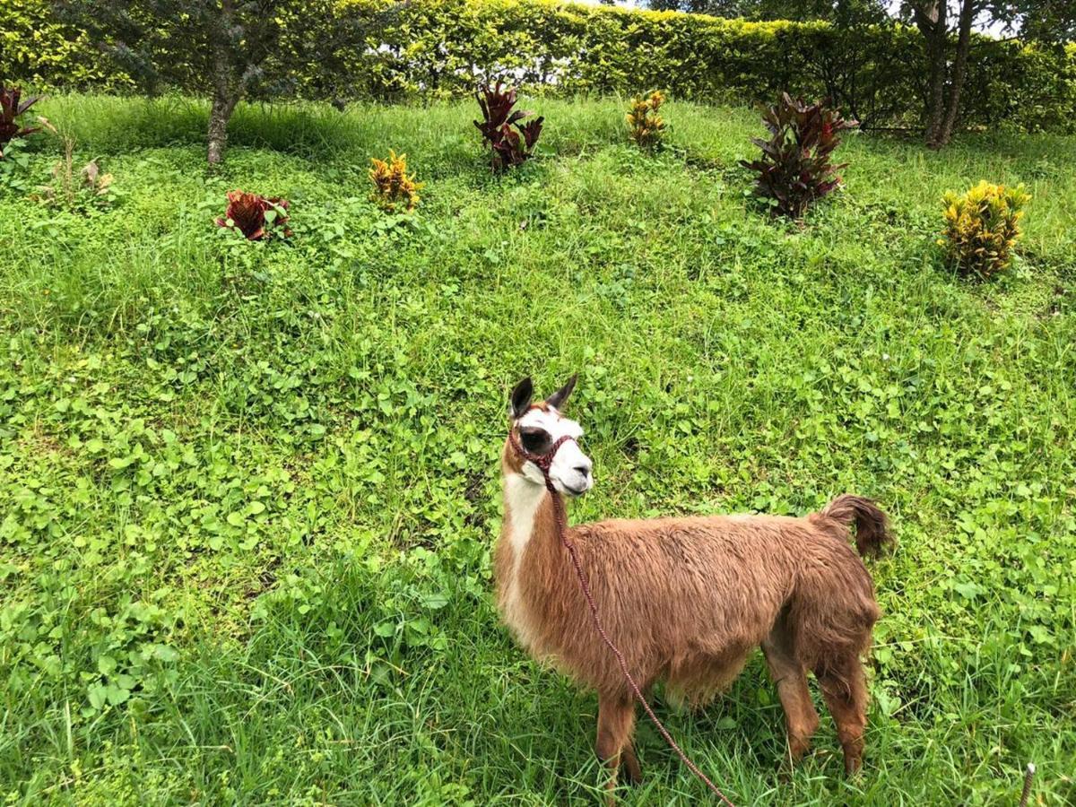 מלון לה מסה Rancho Ecoturistico El Faro מראה חיצוני תמונה